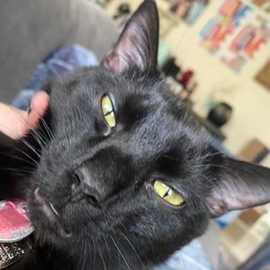 Meet your Posher, Lacey